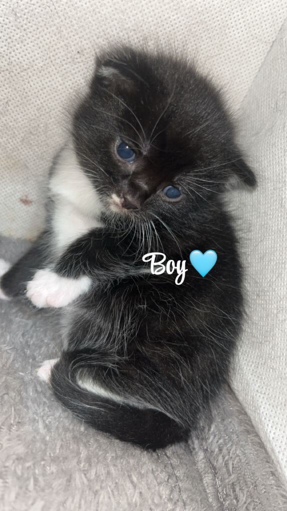 1 male kitten left 