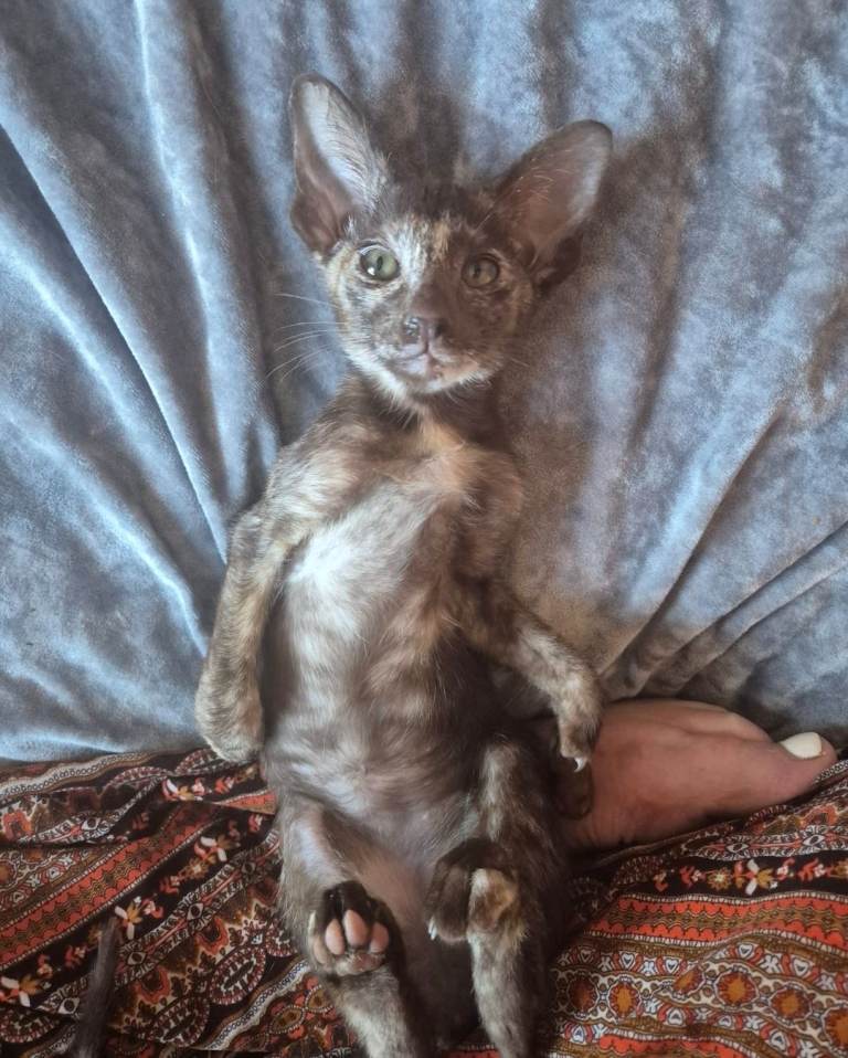 Pedigree Oriental kittens