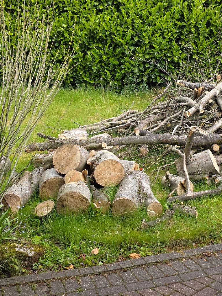 Free logs to collect 