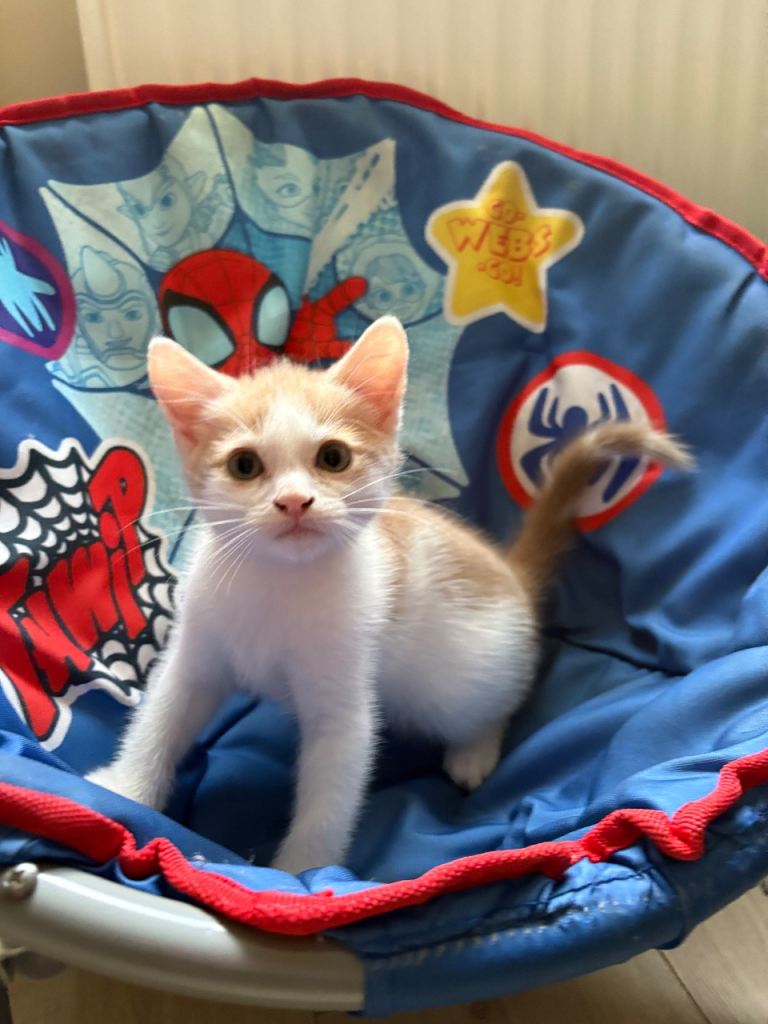 Adorable Ginger and White Kitten Looking for a Loving Home