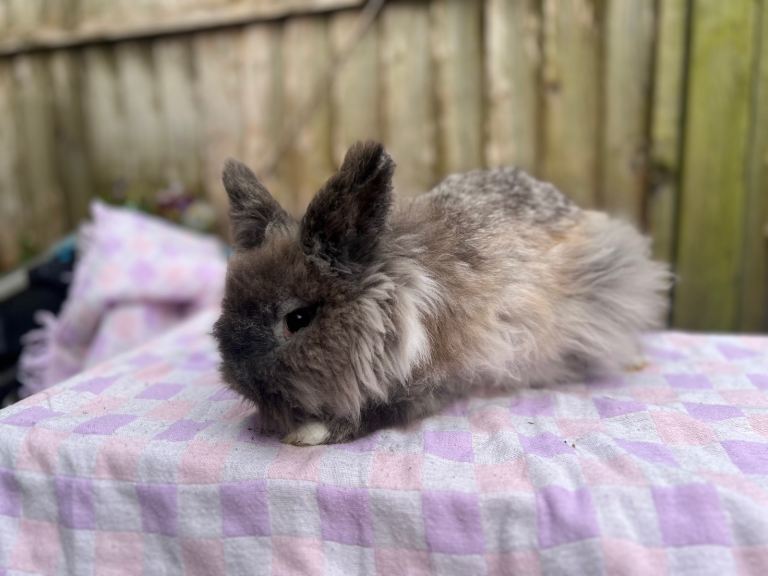 Rabbits for sale various ages and prices