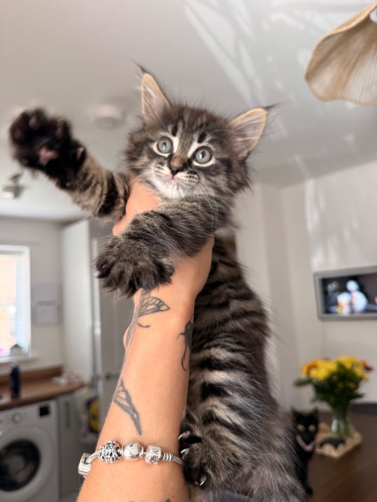 Kittens