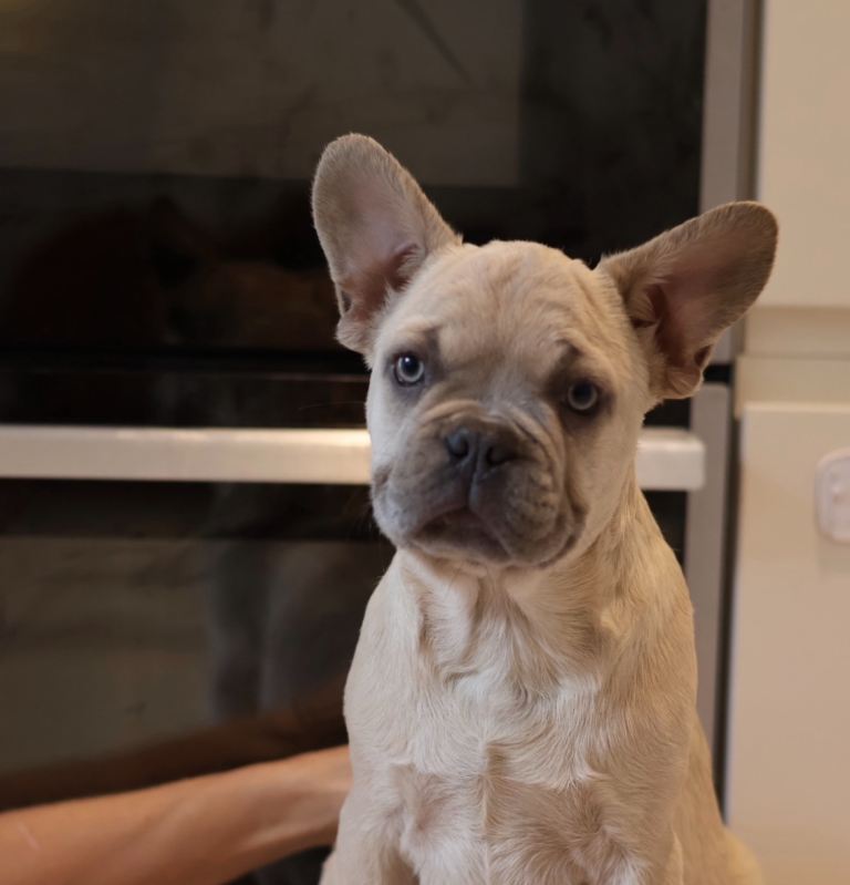 French bulldog fluffy 
