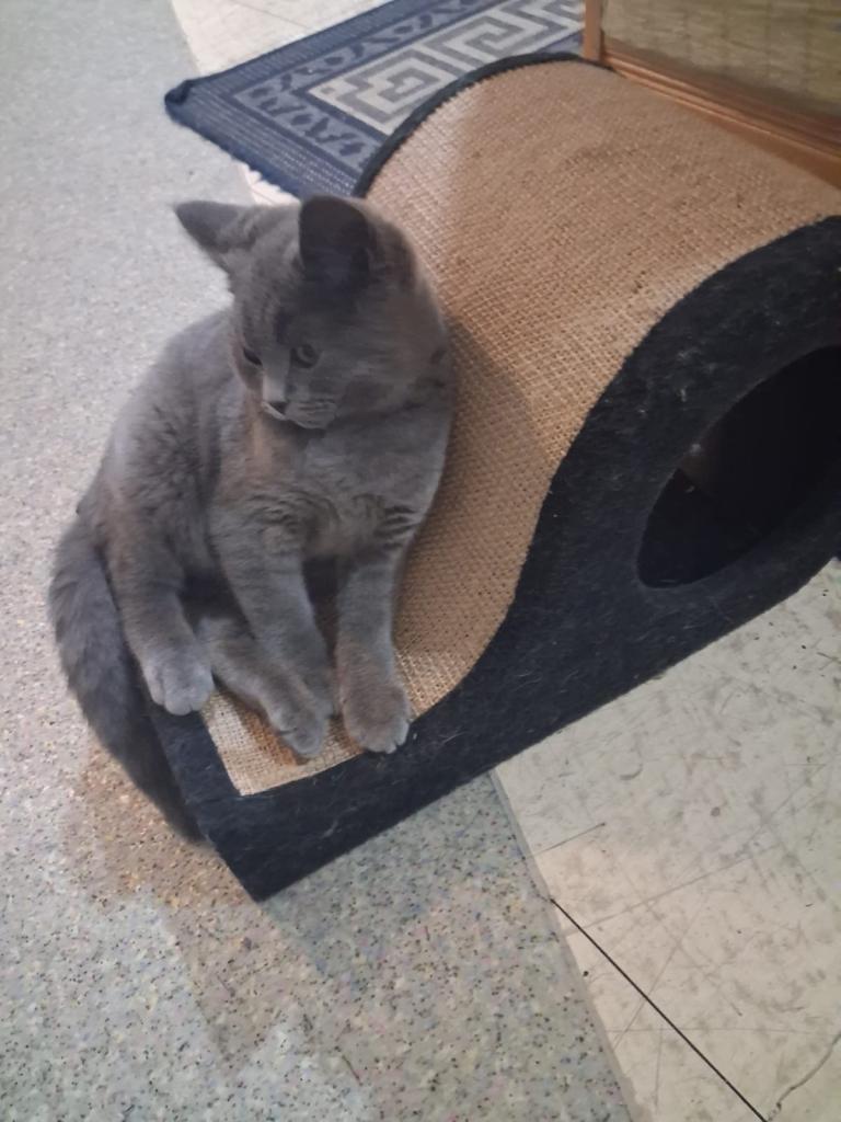 british shorthair kitten