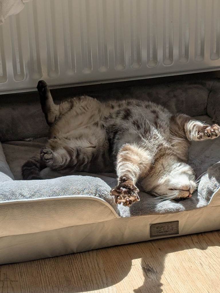 Siamese x Bengal beautiful boy