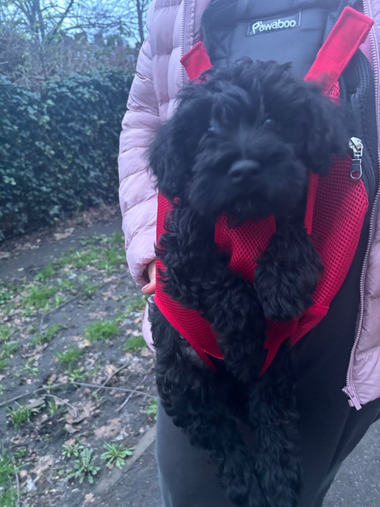 Adorable Miniature Schnoodle Puppy – Smart, Playful & Ready for a Loving Home