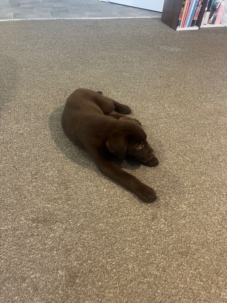 Brown lab pup