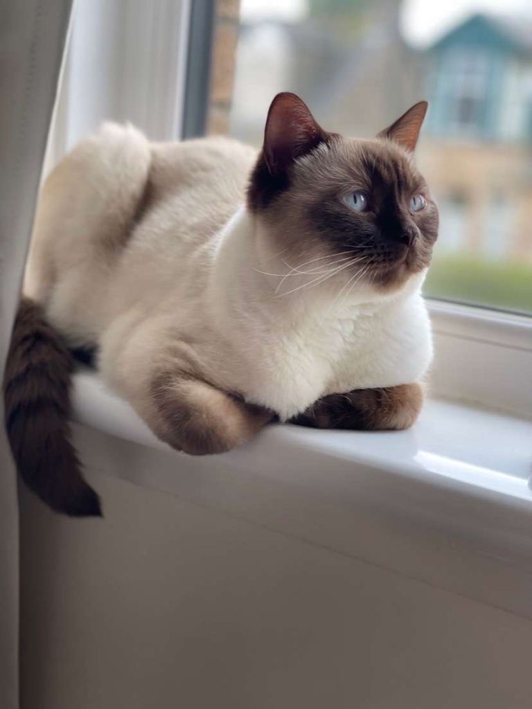 *RESERVED* Stunning British Shorthair Cat 