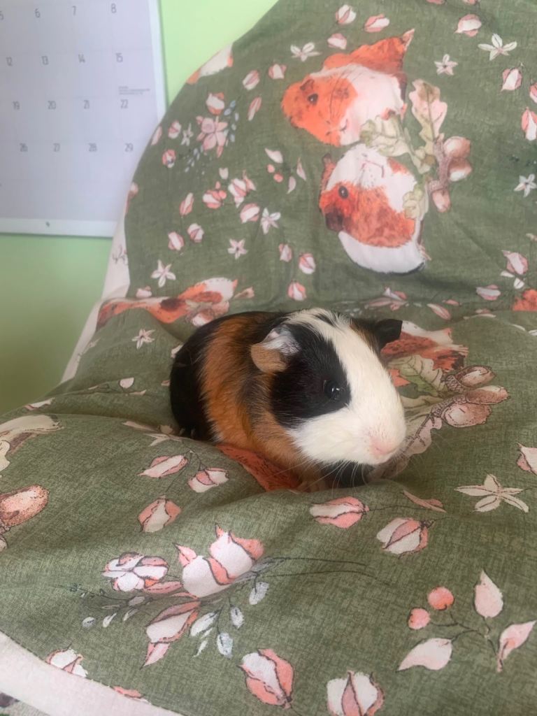 Baby Guinea pigs for sale 