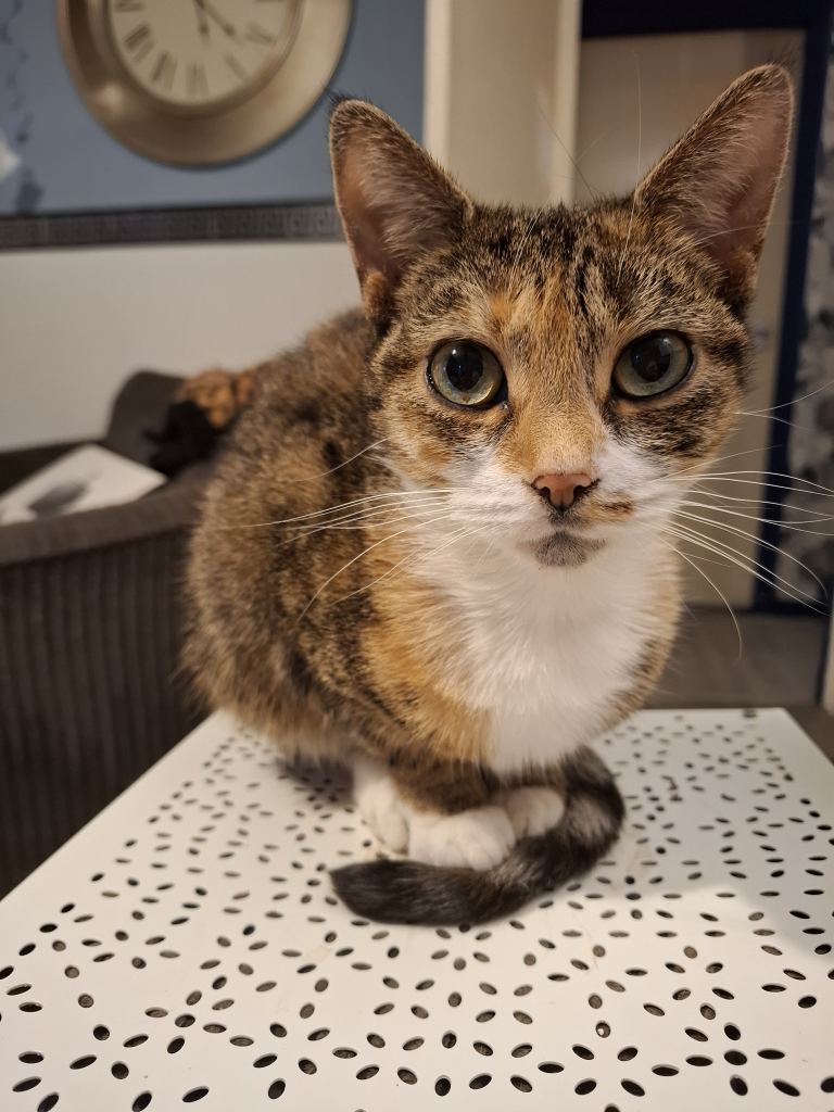 2 beautiful female sisters looking for forever home 