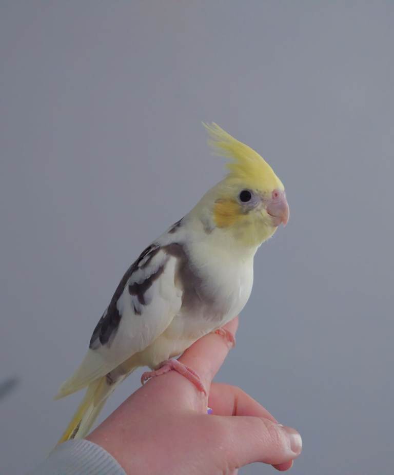 Hand reared silly tame DNA sexed baby cockatiels 