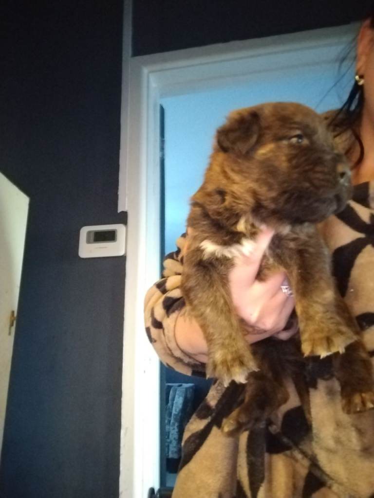 Mastiff mix puppies 