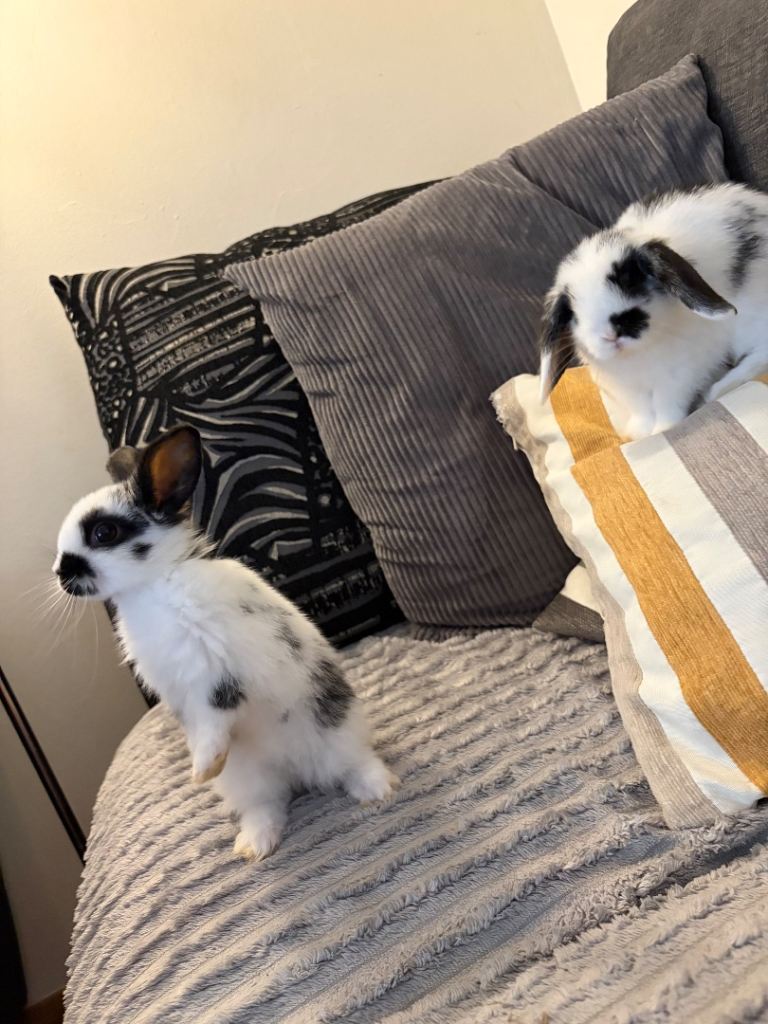 3x MINI LION LOP BUNNIES LEFT