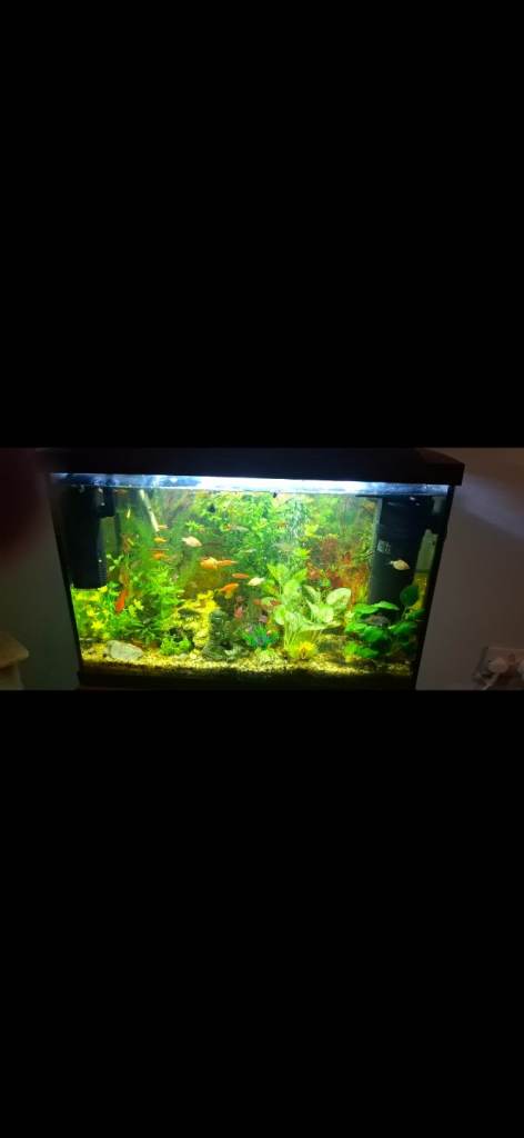 70 litre aquarium 