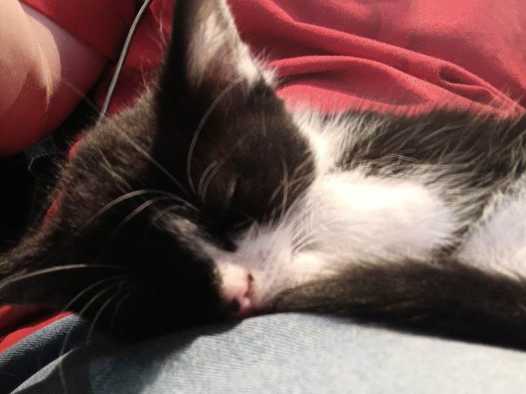 Kittens for sale in London