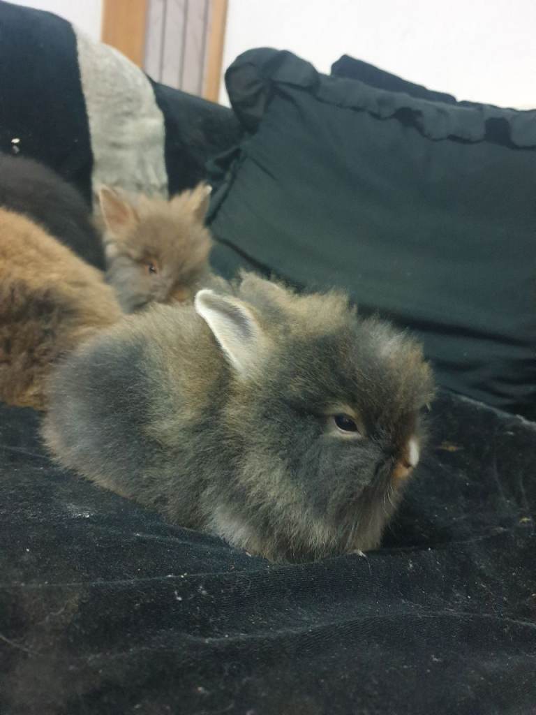  Read to leave 5 beautiful baby lionhead rabbits  