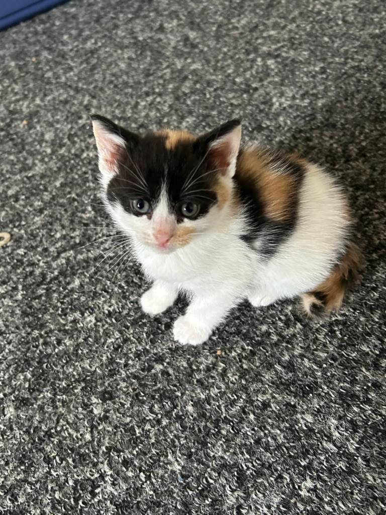 Kittens ready to leave now