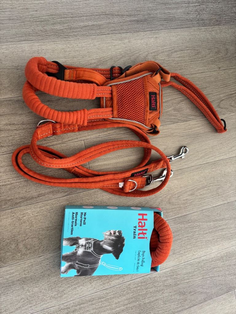 Halti harness and lead