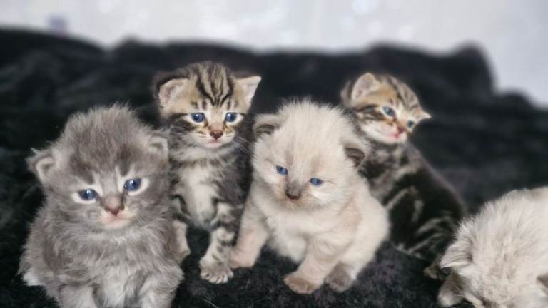 Mixed Breed kittens 