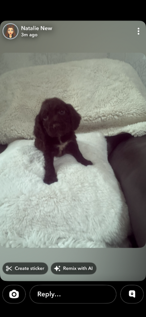 My lovely cocker spaniel puppies