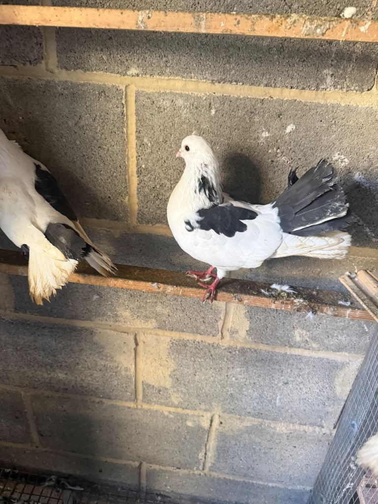 Top Quality  Pigeons 