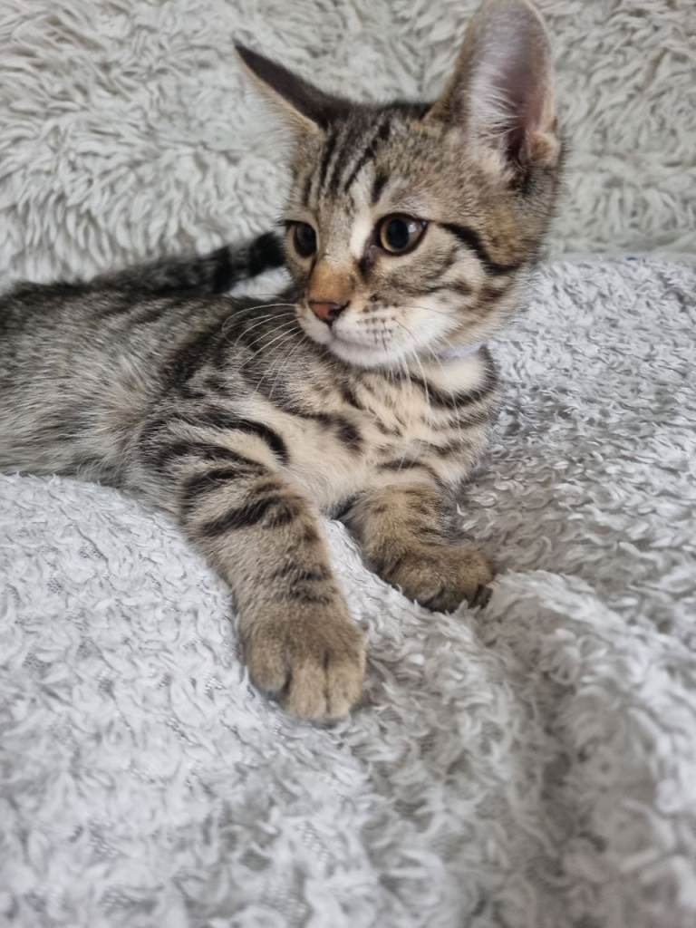 Bengal kittens looking for home
