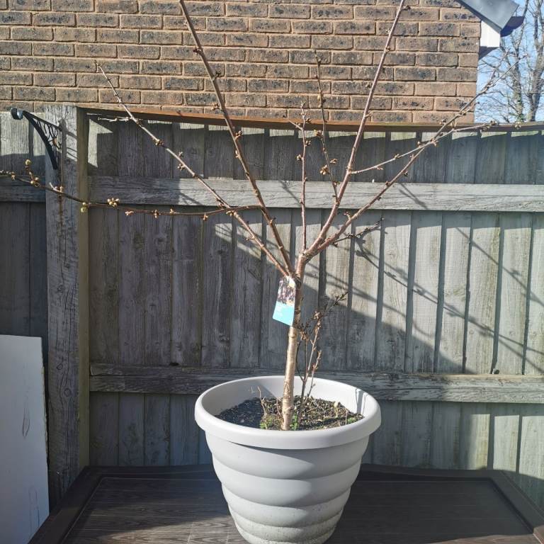 3-year old cherry tree