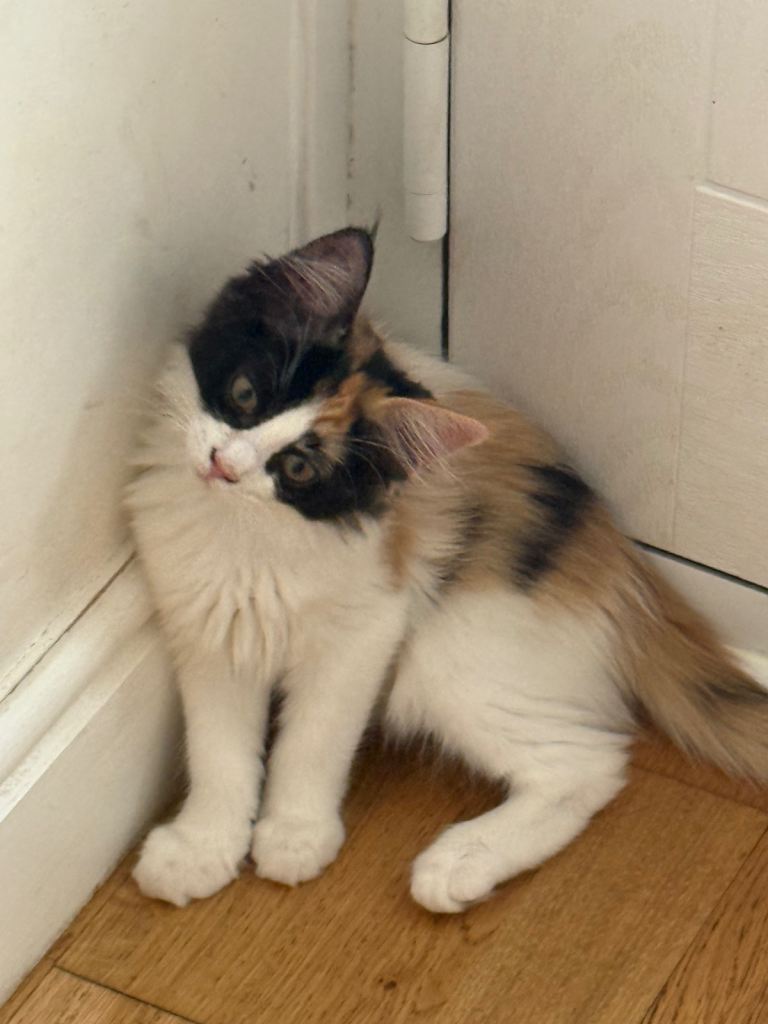 Beautiful ragdoll kittens