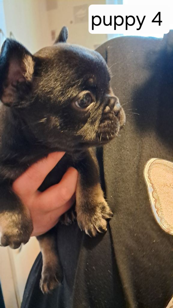 French bulldogs puppies 