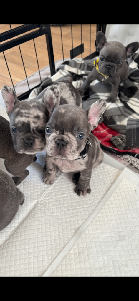 French bulldog puppies for sale