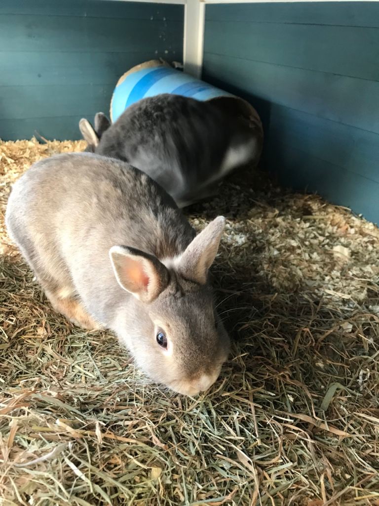 2 netherland dwarf rabbits 7 months old