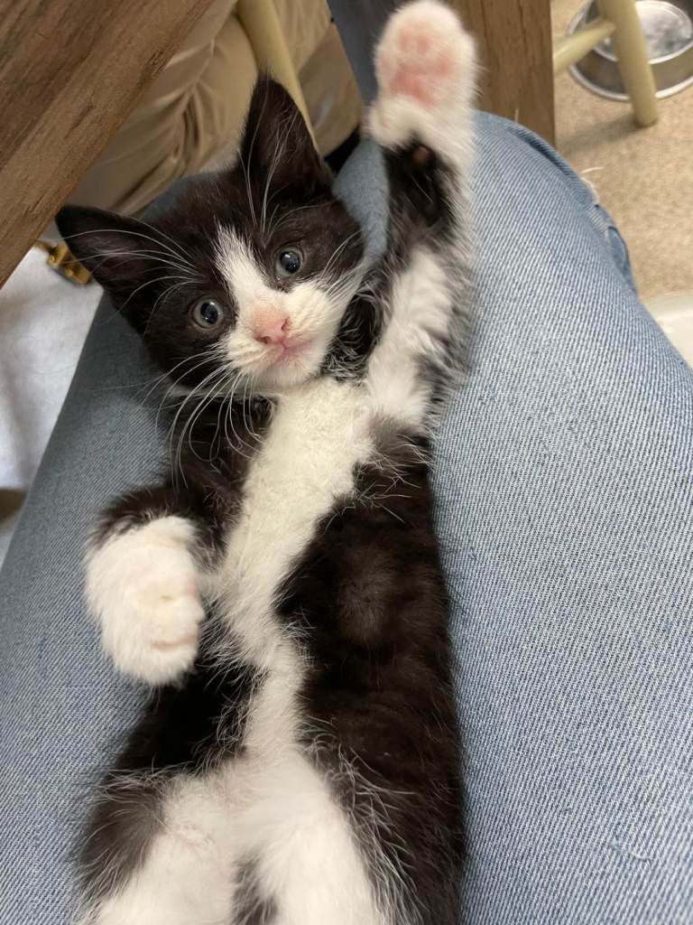 Updated - 7 Adorable Kittens Ready Now - 2 Tux females remain. 