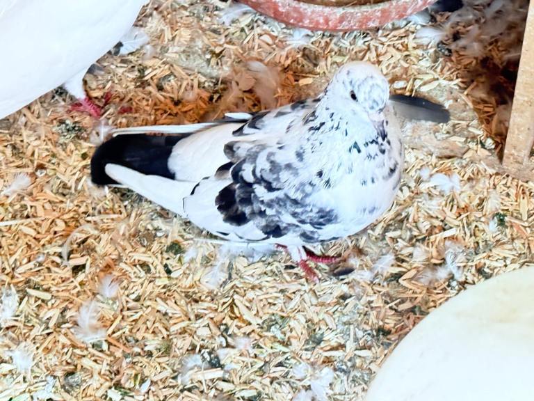 Fancy pigeons 