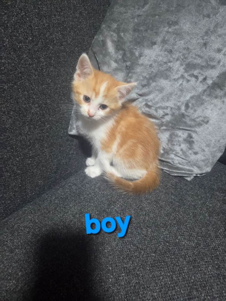 Kitten 4 sale