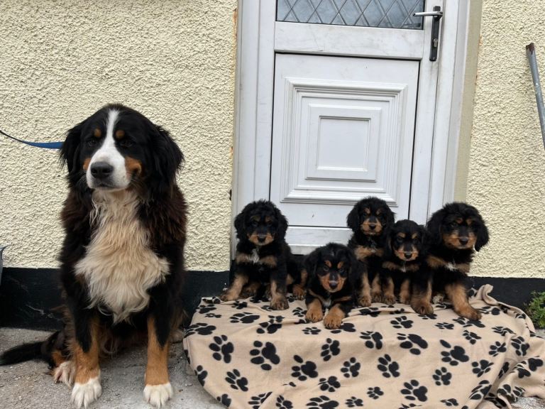 Stunning Bernedoodle puppies