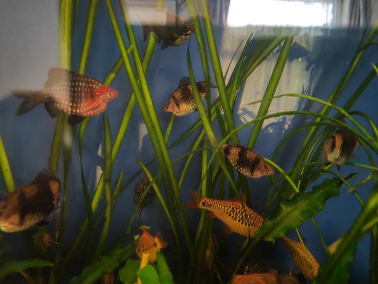 Bristlenose plecos, tropical fish 