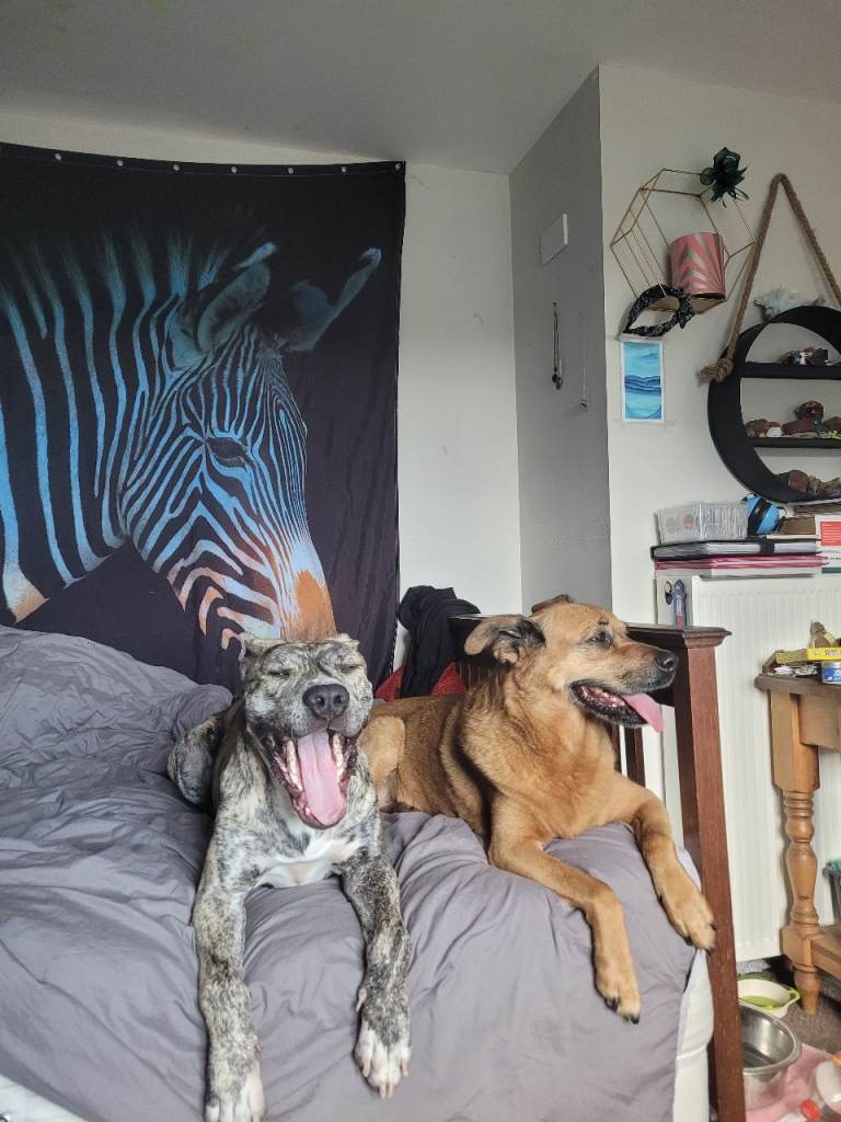 Lenny - Mastiff x