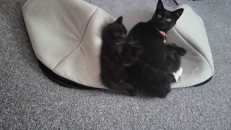 1 black female and 2 males one fully balck and one with white feet 