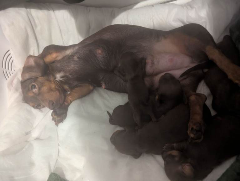 Miniature dash hounds puppies 