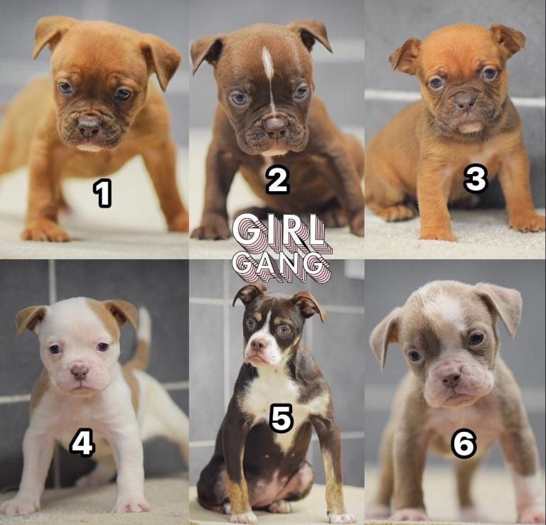 5 star licensed breeder olde English bulldog old tyme bulldog 