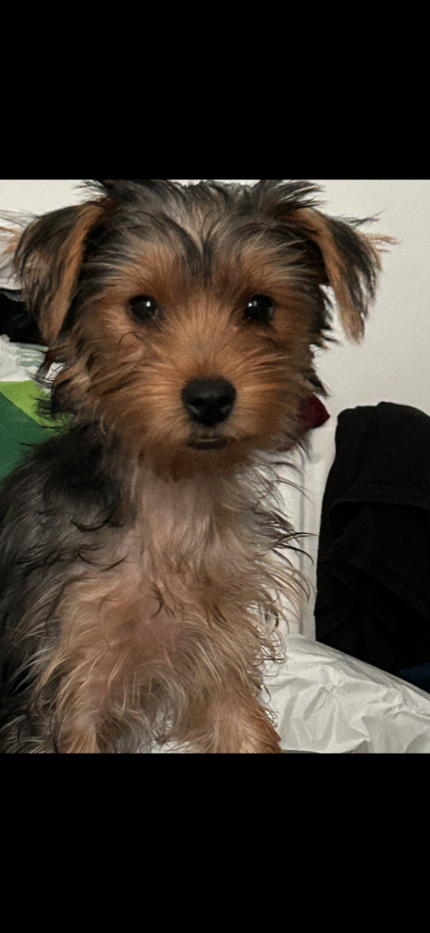 Rolo