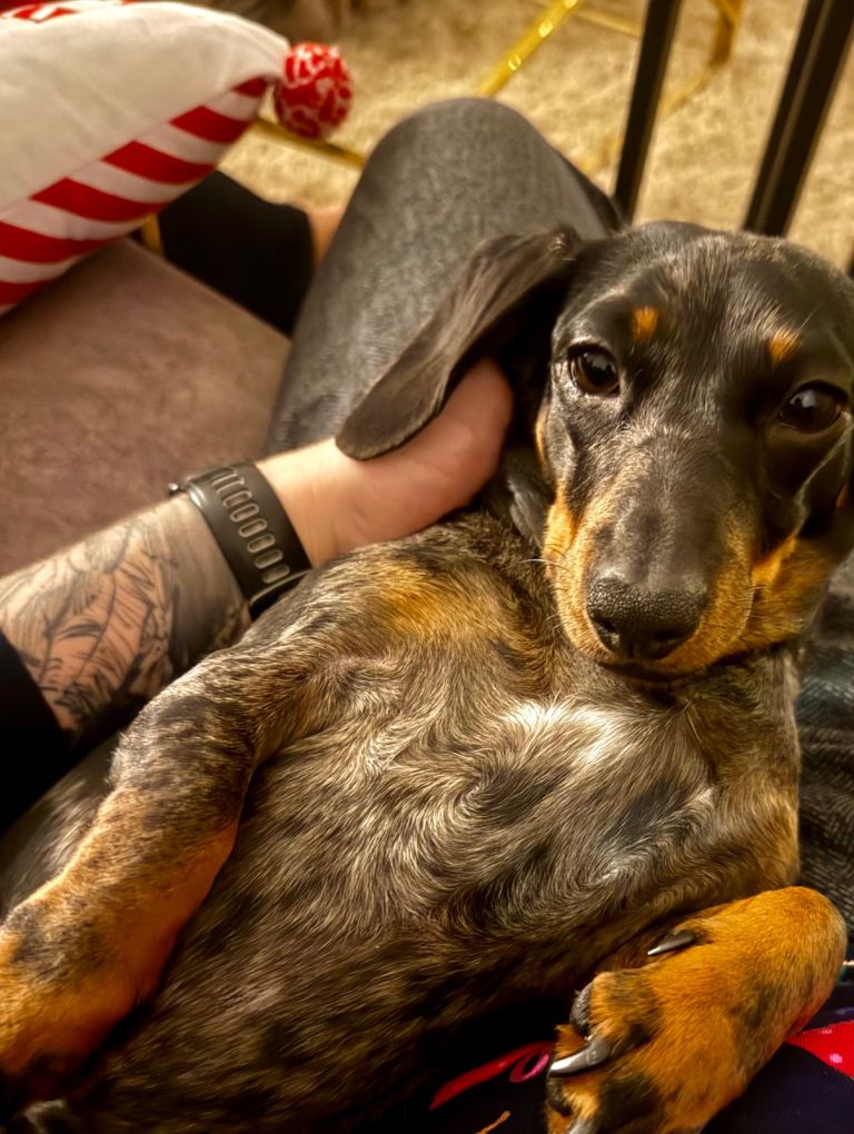 🐾 Brother & Sister Miniature Dachshund Puppies 🐾 