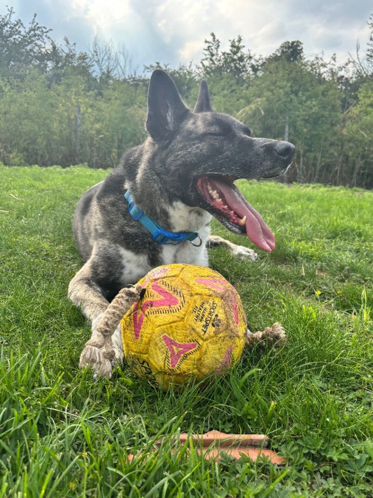 German Shepared Cross Husky ( Please Read The Description first )