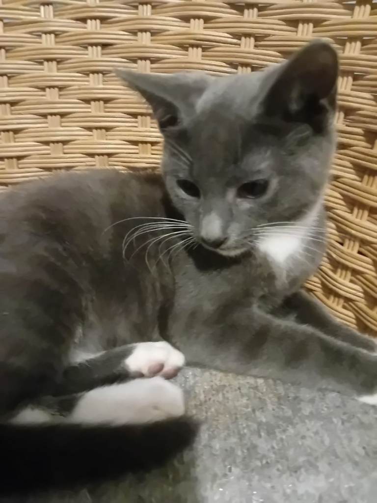 Grey and white kitten for sale