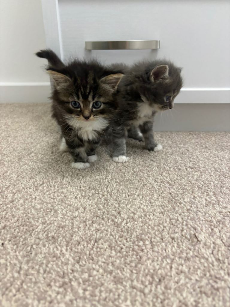 Ragdoll/tom kittens for sale 