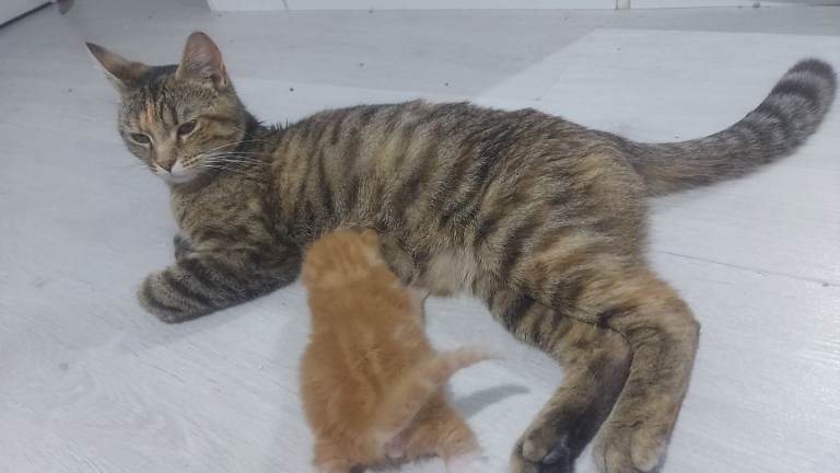 Kitten