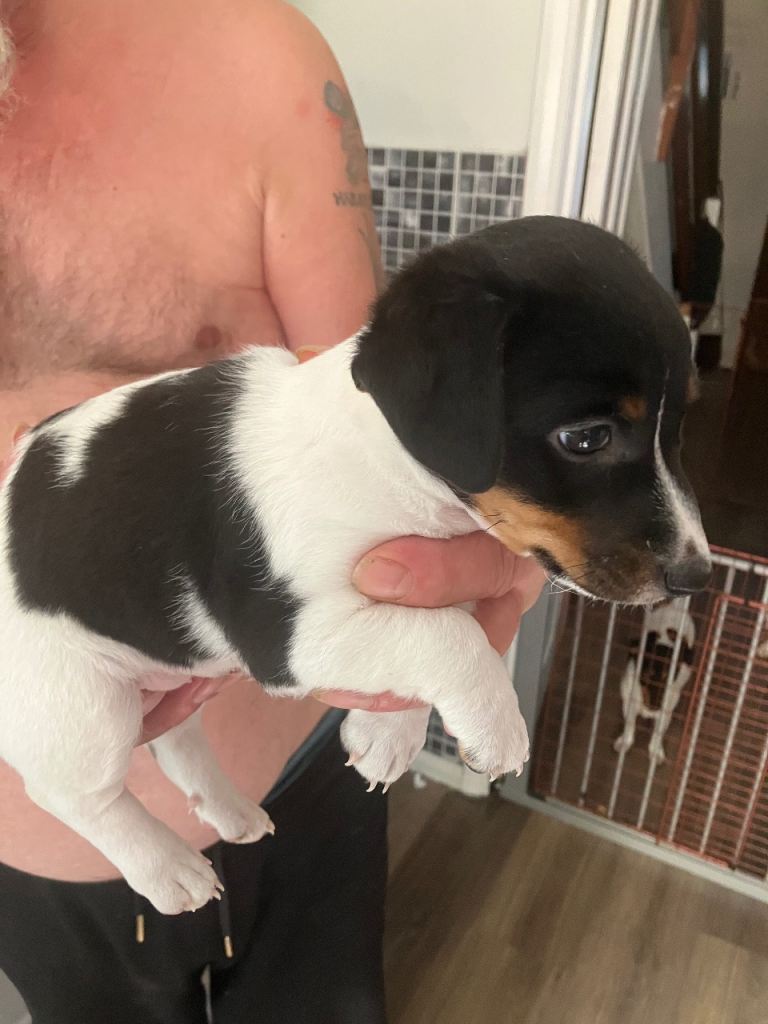 Jack russel puppies