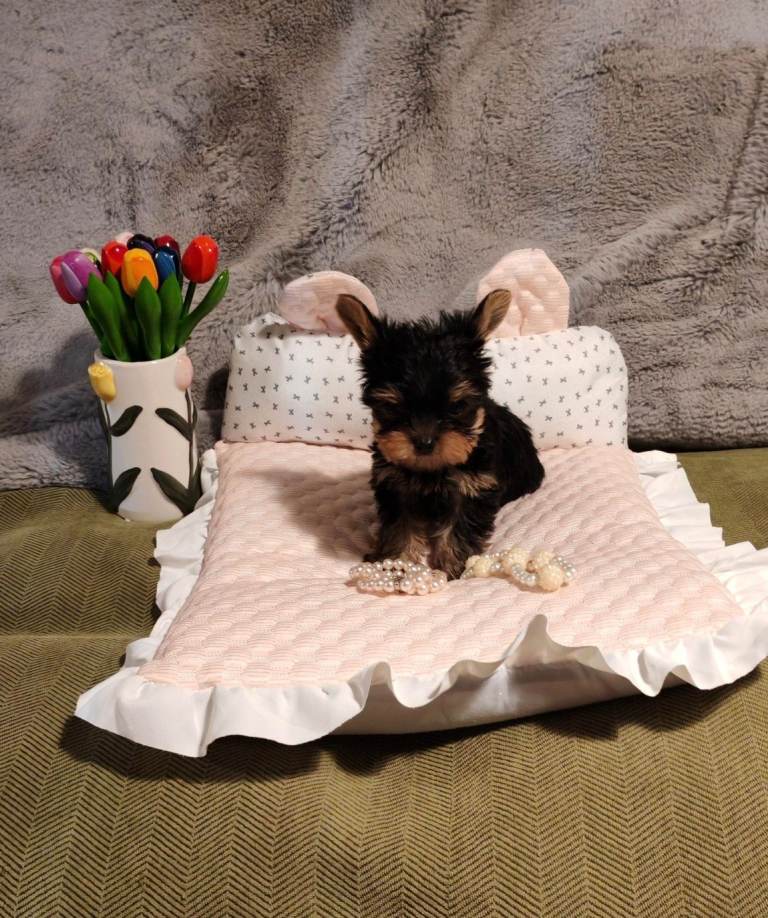 Yorkshire Terrier pup for sale