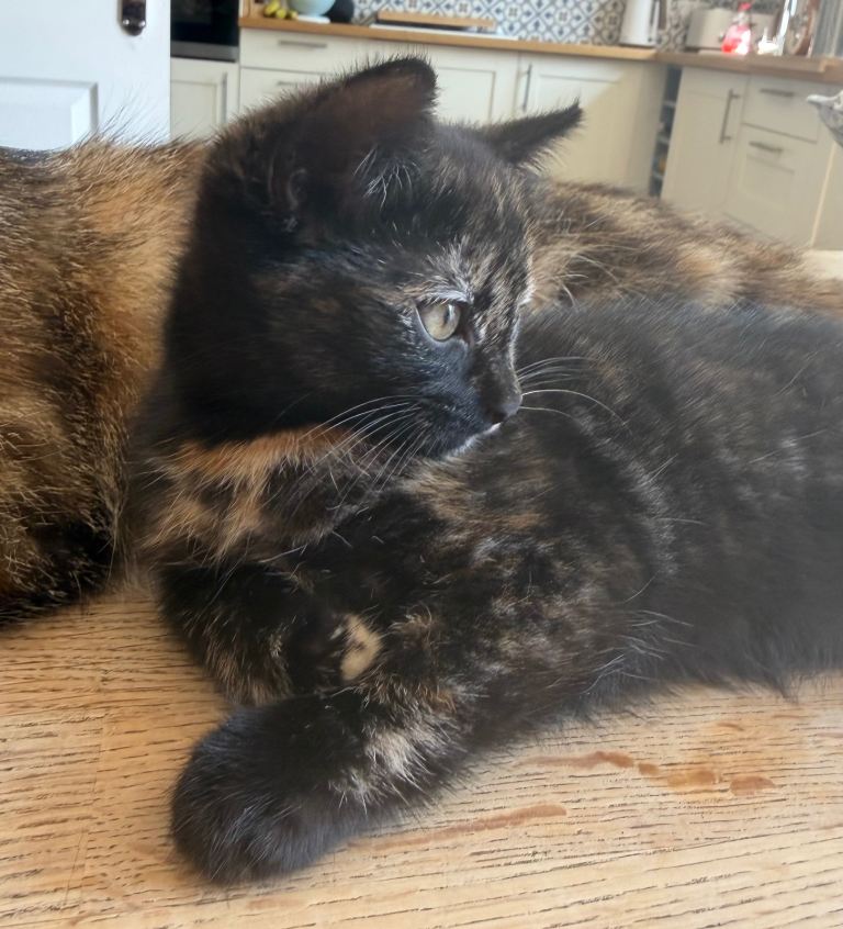 Beautiful Tortoiseshell kitten