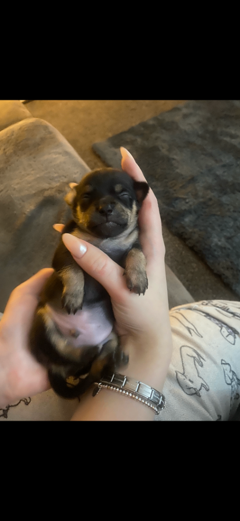 Chihuahua Puppies
